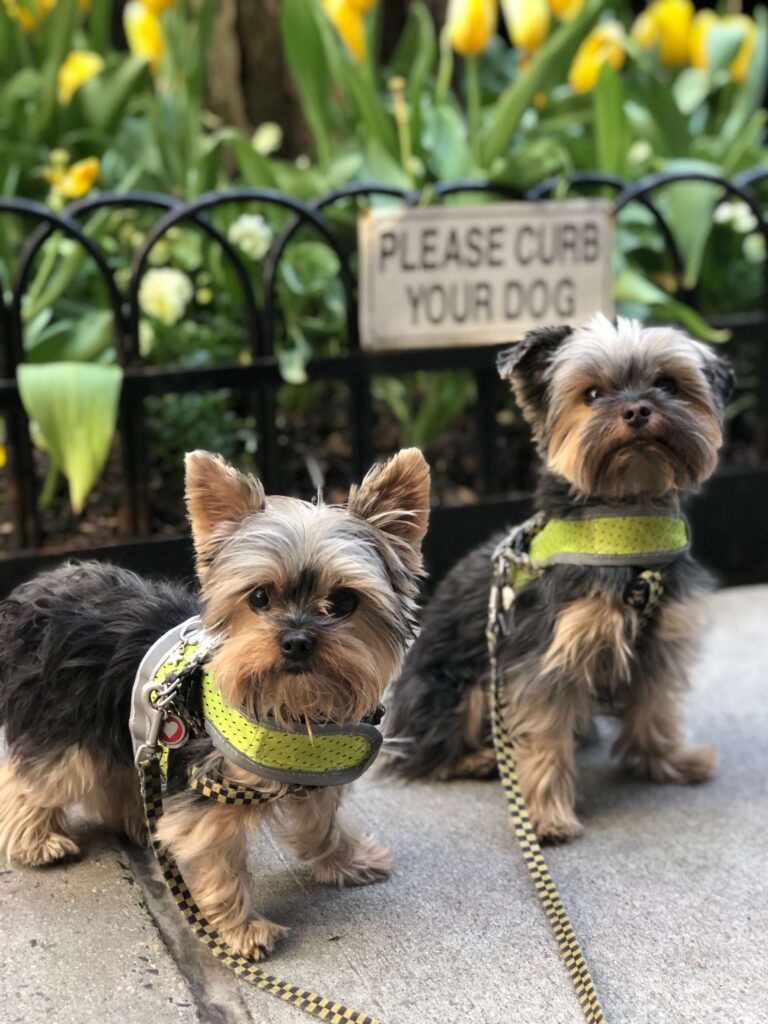 Two Yorkshire terriers in neon yellow halters sit on the sidewalk in New York City in front of a bed of yellow tulips and a sign that says, "PLease Curb Your Dog.